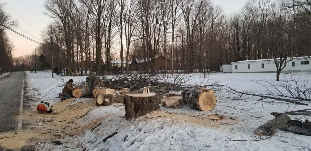 Reliable Tree Service Tree Service